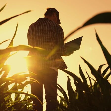 central united coop 2 farmer standing in a corn field with an ipad at sunset