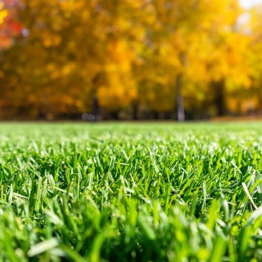 central united coop bca products fertilizer lawn with fall colors behind it central united coop bca products fertilizer lawn with fall colors behind it