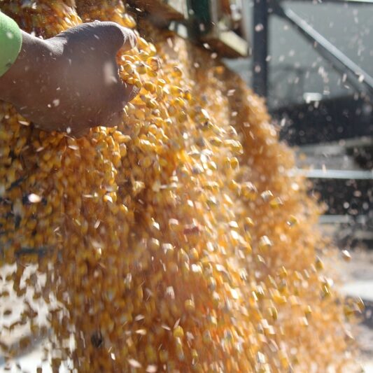 central united grain corn falling into a bin with worker web small